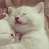 🌟 Эмодзи «парные статусы» для Telegram
