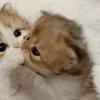🌟 Эмодзи «парные статусы» для Telegram