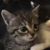 🌟 Эмодзи «парные статусы» для Telegram