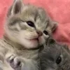 🌟 Эмодзи «парные статусы» для Telegram