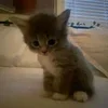 🌟 Эмодзи «парные статусы» для Telegram