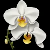 🤩 Эмодзи «» для Telegram