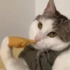 🤩 Эмодзи «Ultimate Memes 2» для Telegram