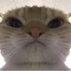🤩 Эмодзи «Ultimate Memes 2» для Telegram