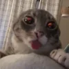 🤩 Эмодзи «Ultimate Memes 2» для Telegram