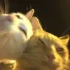 🤩 Эмодзи «Ultimate Memes 2» для Telegram