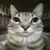 Эмодзи Ultimate Memes 2 для Telegram — скачать