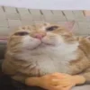 🤩 Эмодзи «Ultimate Memes 2» для Telegram