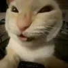 🤩 Эмодзи «Ultimate Memes 2» для Telegram