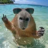 🤩 Эмодзи «Ultimate Memes 2» для Telegram