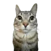 🤩 Эмодзи «Ultimate Memes 2» для Telegram