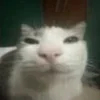 🤩 Эмодзи «Ultimate Memes 2» для Telegram