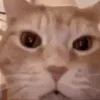 🤩 Эмодзи «Ultimate Memes 2» для Telegram