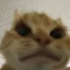 🤩 Эмодзи «Ultimate Memes 2» для Telegram