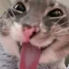 🤩 Эмодзи «Ultimate Memes 2» для Telegram