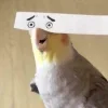 🤩 Эмодзи «Ultimate Memes 2» для Telegram