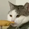 🤩 Эмодзи «Ultimate Memes 2» для Telegram