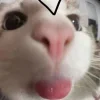 🤩 Эмодзи «Ultimate Memes 2» для Telegram
