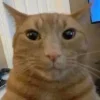 🤩 Эмодзи «Ultimate Memes 2» для Telegram