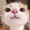 🤩 Эмодзи «Ultimate Memes 2» для Telegram