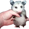 🤗 Эмодзи «Animals #animals #cute #girl» для Telegram