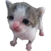 👀 Эмодзи «Animals #animals #cute #girl» для Telegram