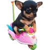 🏍 Эмодзи «Animals #animals #cute #girl» для Telegram