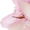 🤩 Эмодзи «Valentine's Day» для Telegram