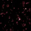 👠 Эмодзи «くꪜꪋꫀ ꫝ᥆ꪊ⡈ ᴸᴺ⡠» для Telegram