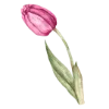 🌷 Эмодзи «Любовь И Точка» для Telegram