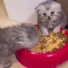 🐈‍⬛ Эмодзи «Котики3333» для Telegram