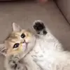 🐈‍⬛ Эмодзи «Котики3333» для Telegram