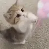 🐈‍⬛ Эмодзи «Котики3333» для Telegram