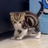 🐈‍⬛ Эмодзи «Котики3333» для Telegram