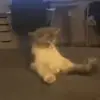 🐈‍⬛ Эмодзи «Котики3333» для Telegram