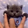 🐈‍⬛ Эмодзи «Котики3333» для Telegram