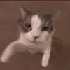 🐈‍⬛ Эмодзи «Котики3333» для Telegram