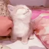 🐈‍⬛ Эмодзи «Котики3333» для Telegram