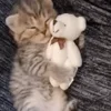 🐈‍⬛ Эмодзи «Котики3333» для Telegram