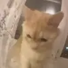 🐈‍⬛ Эмодзи «Котики3333» для Telegram