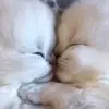 💗 Эмодзи «Котики3333» для Telegram
