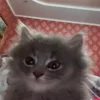 🐈‍⬛ Эмодзи «Котики3333» для Telegram