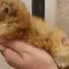 🐈‍⬛ Эмодзи «Котики3333» для Telegram