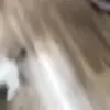 🐈‍⬛ Эмодзи «Котики3333» для Telegram