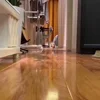 🐈‍⬛ Эмодзи «Котики3333» для Telegram