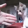 🐈‍⬛ Эмодзи «Котики3333» для Telegram