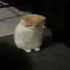 🐈‍⬛ Эмодзи «Котики3333» для Telegram