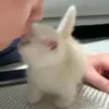 🐈‍⬛ Эмодзи «Котики3333» для Telegram