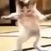 🐈‍⬛ Эмодзи «Котики3333» для Telegram