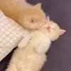 🐈‍⬛ Эмодзи «Котики3333» для Telegram